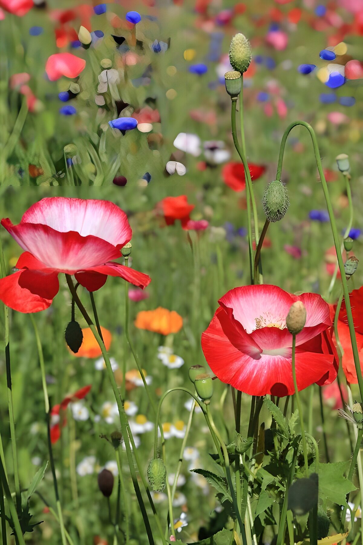 TPES65365: Dos amapolas rojas y blancas al sol