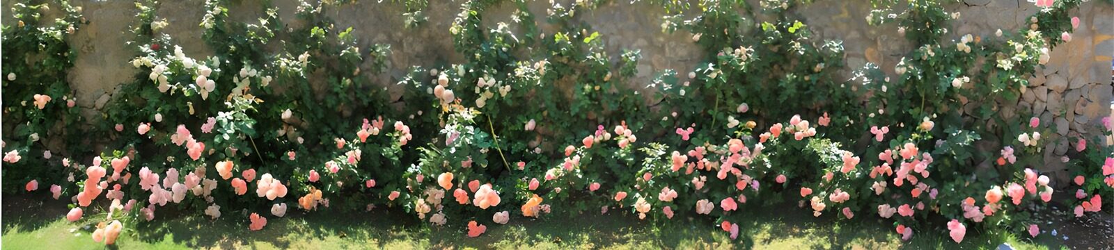 TPES78899: Rosales en flor junto al muro de piedra