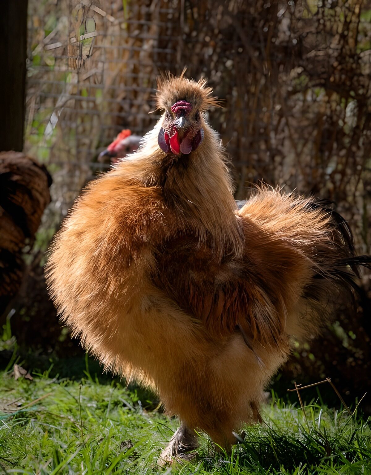 TPES93585: Gallo dorado de plumaje esponjoso