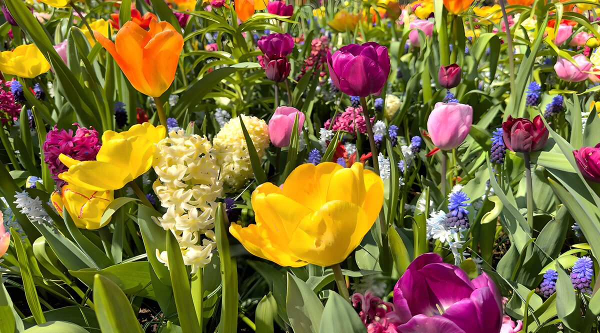 La primavera se abre entre tulipanes