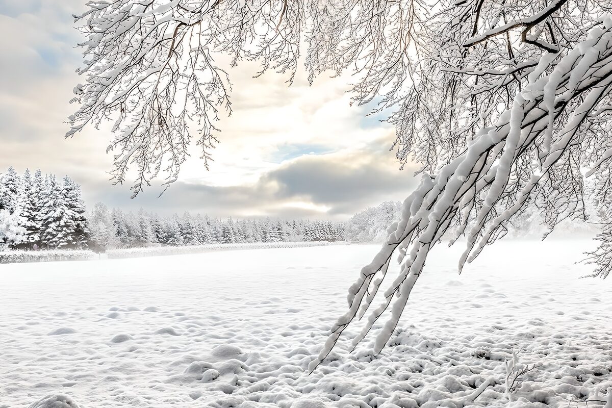 Campo nevado bajo un arco de ramas