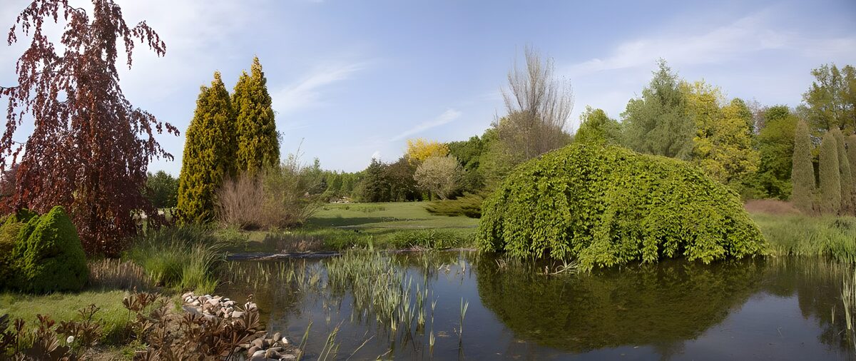Estanque entre árboles de primavera