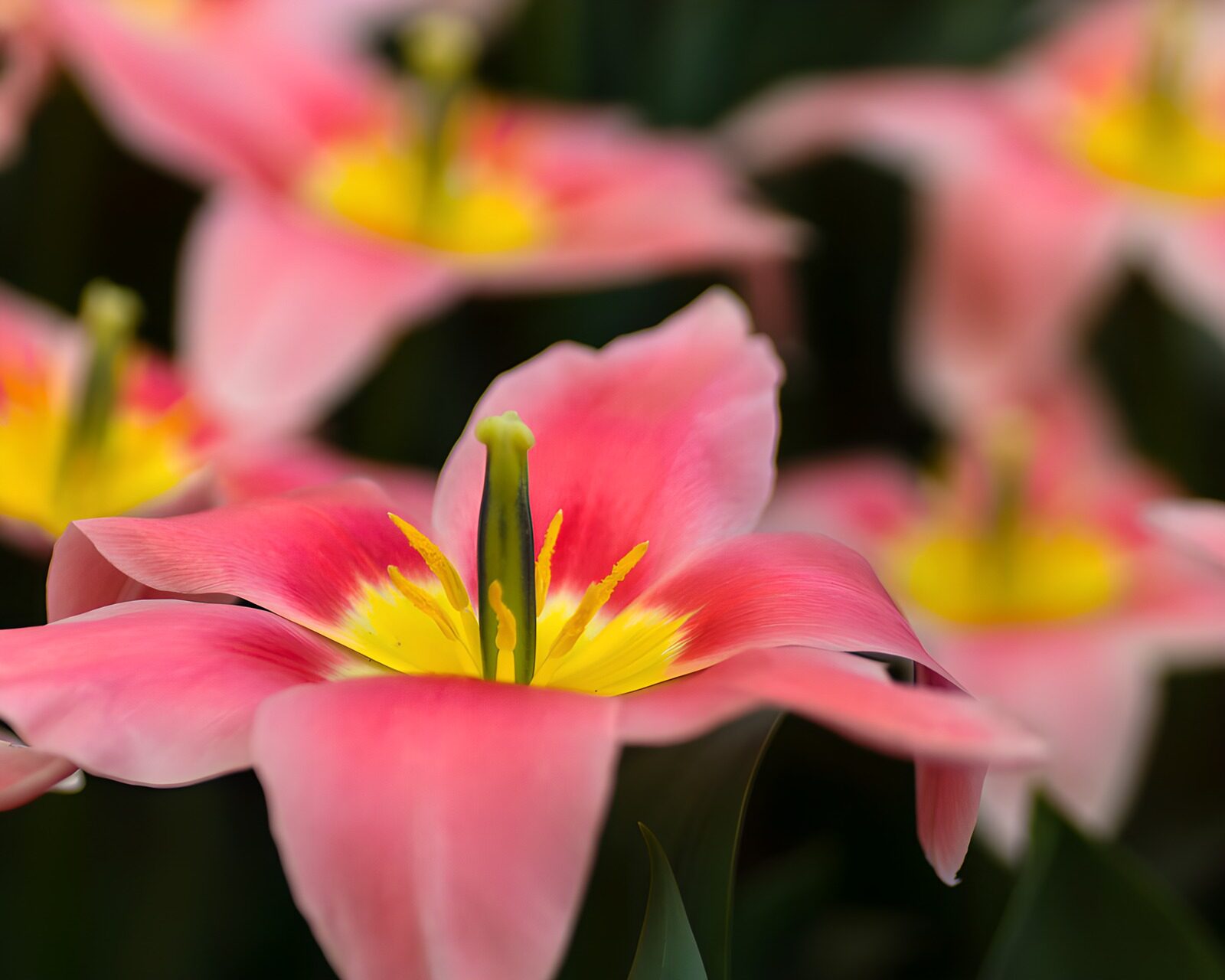 TPES12135: Tulipán rosa abierto en luz suave