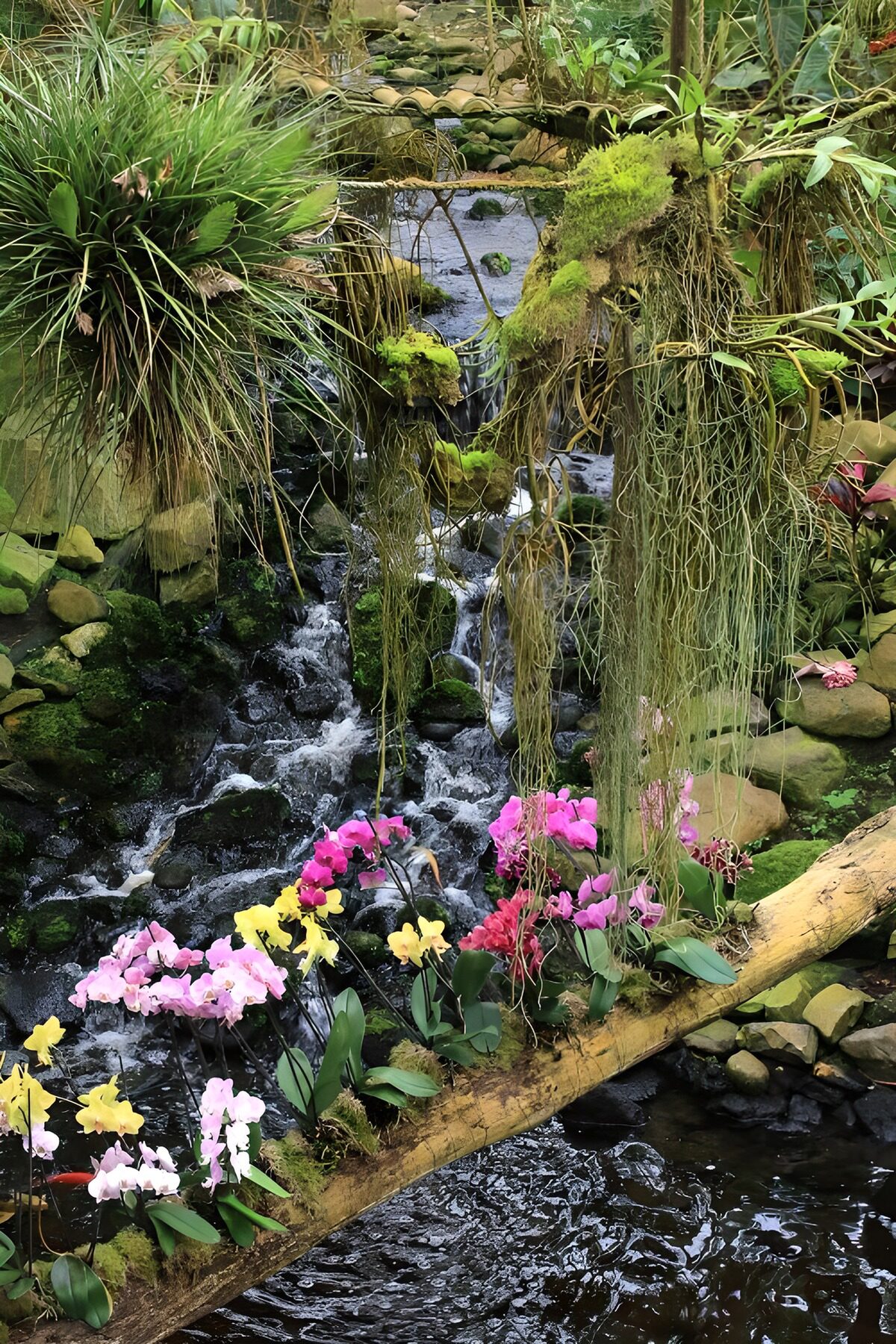 Orquídeas junto a una cascada