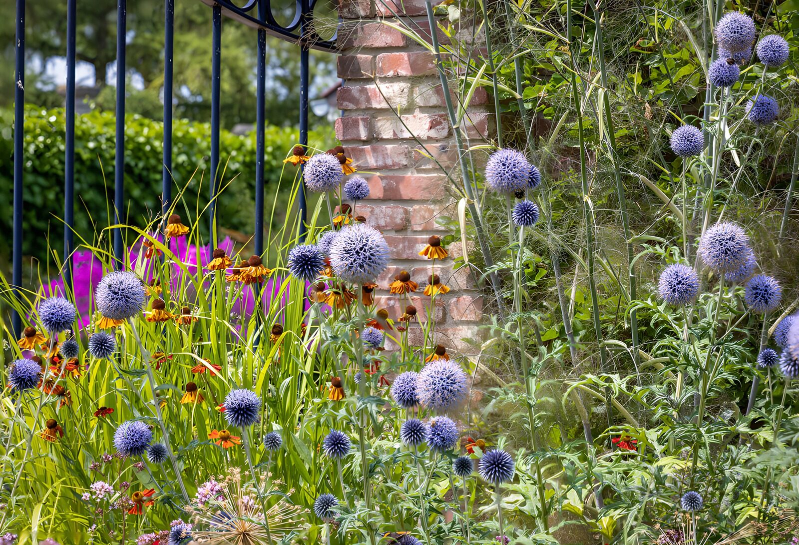 TPES82060: Cardos azules y flores amarillas al sol