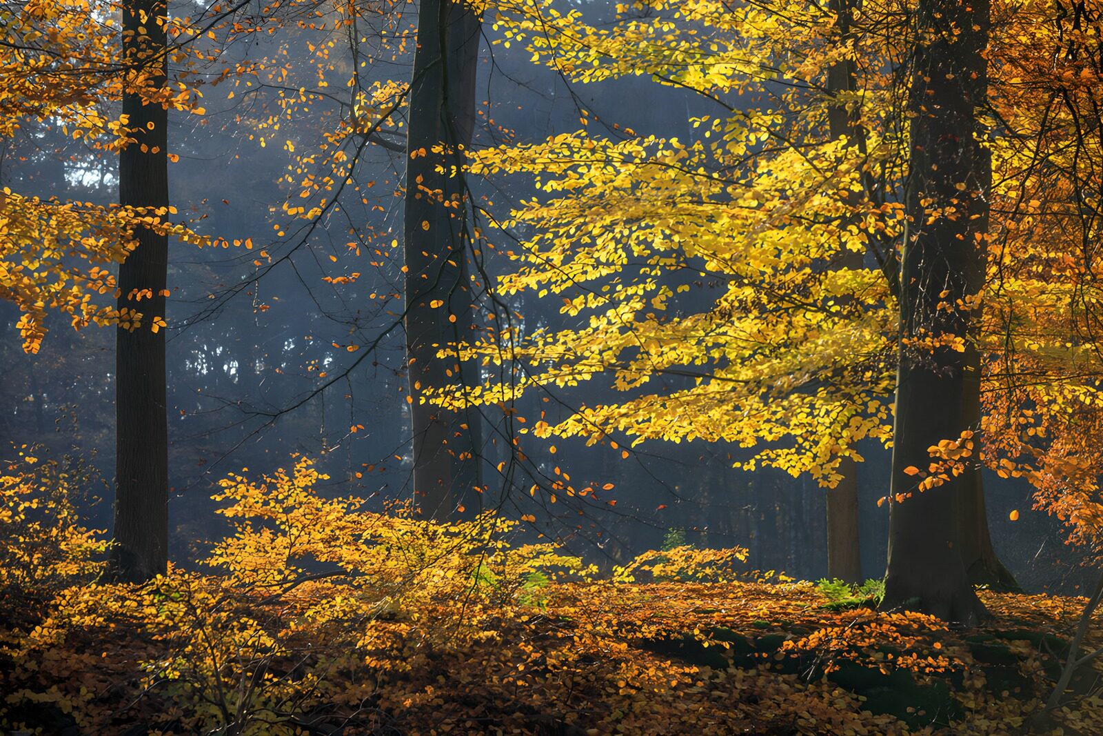 TPES24640: Bosque otoñal entre luces y sombras