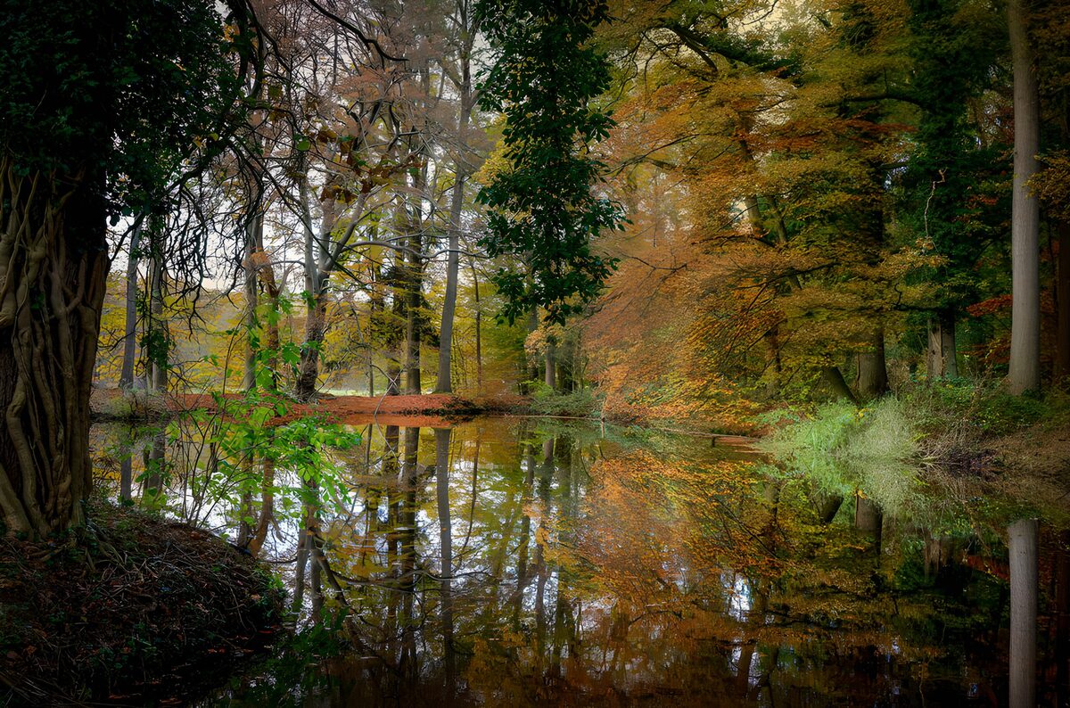 Estanque de otoño entre árboles