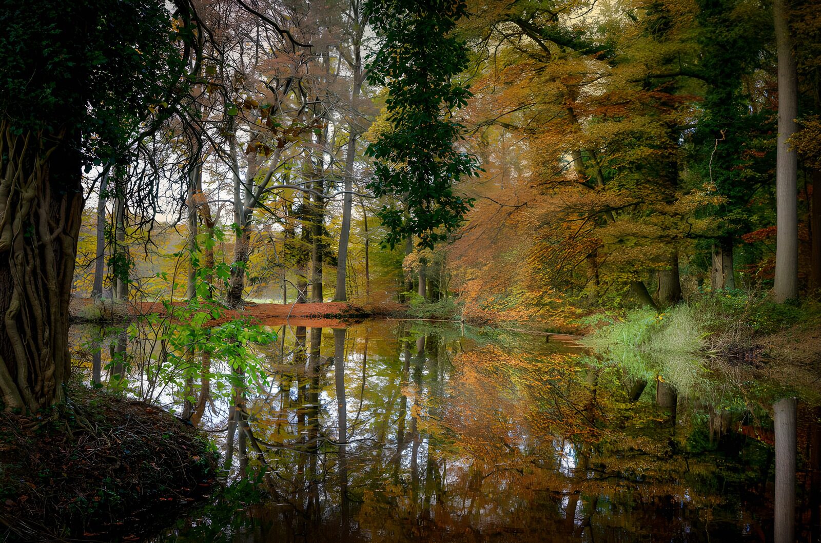 TPES83602: Estanque de otoño entre árboles