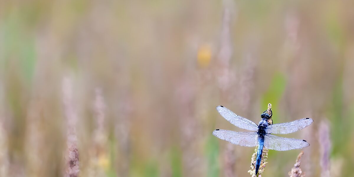 Libélula azul sobre un tallo seco