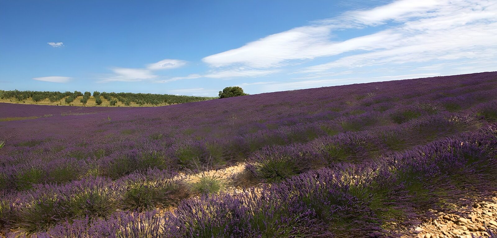 TPES54872: Lavanda hasta rozar el cielo