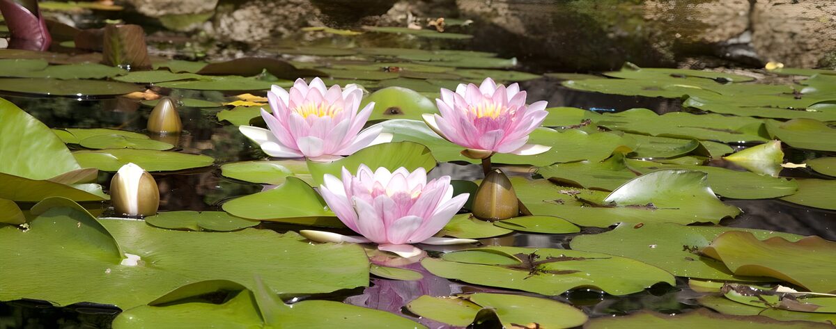 TPES56656: Nenúfares rosas, luz sobre el agua