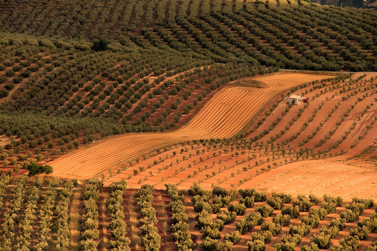 Olivares entre colinas de tierra rojiza