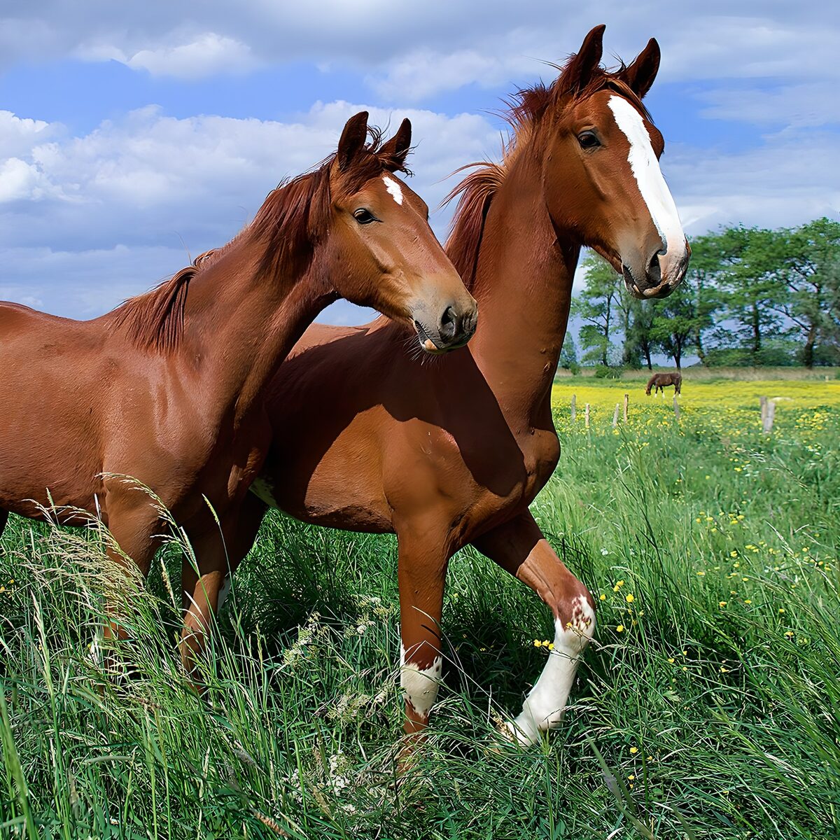 Dos caballos castaños entre flores