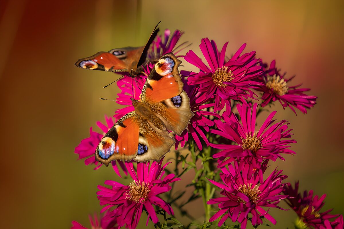 Mariposas pavo real sobre ásteres al sol