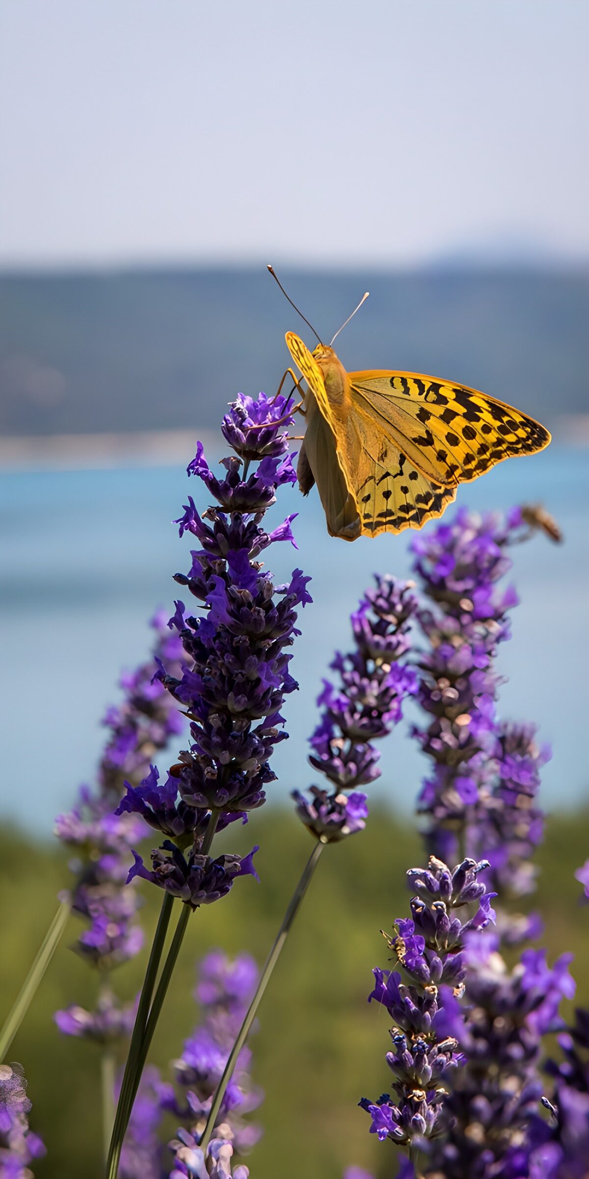 TPES89667: Mariposa naranja sobre lavanda