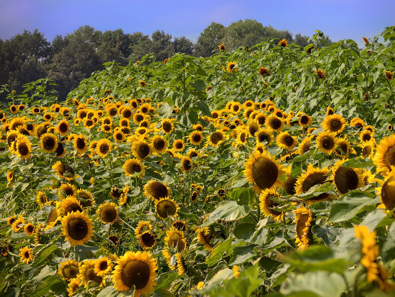 TPES46229: Girasoles, cada uno a su aire