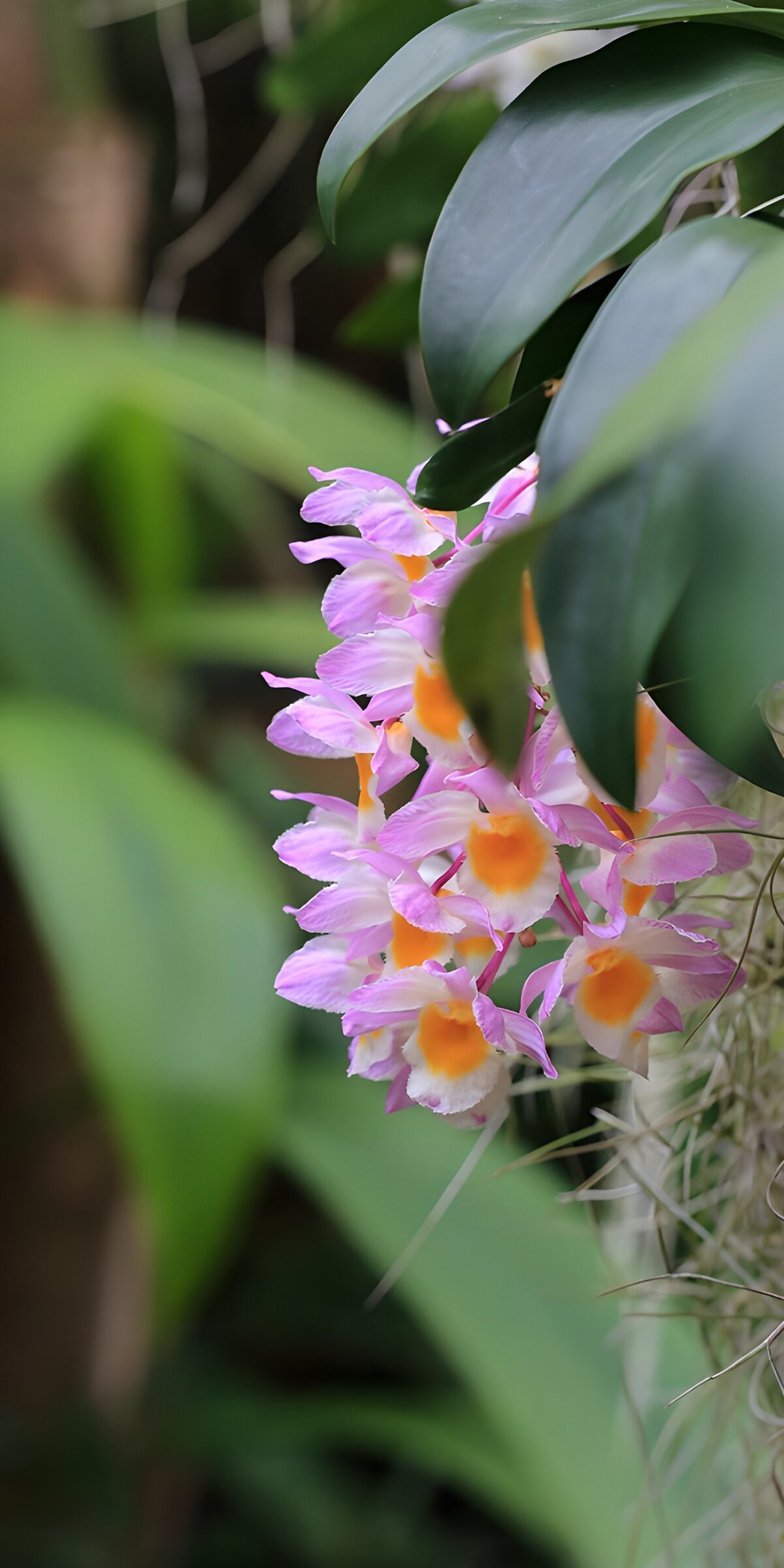 TPES56688: Orquídeas rosas y lilas bajo hojas verdes