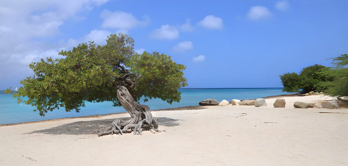 TPES69495: La sombra del árbol abraza la playa
