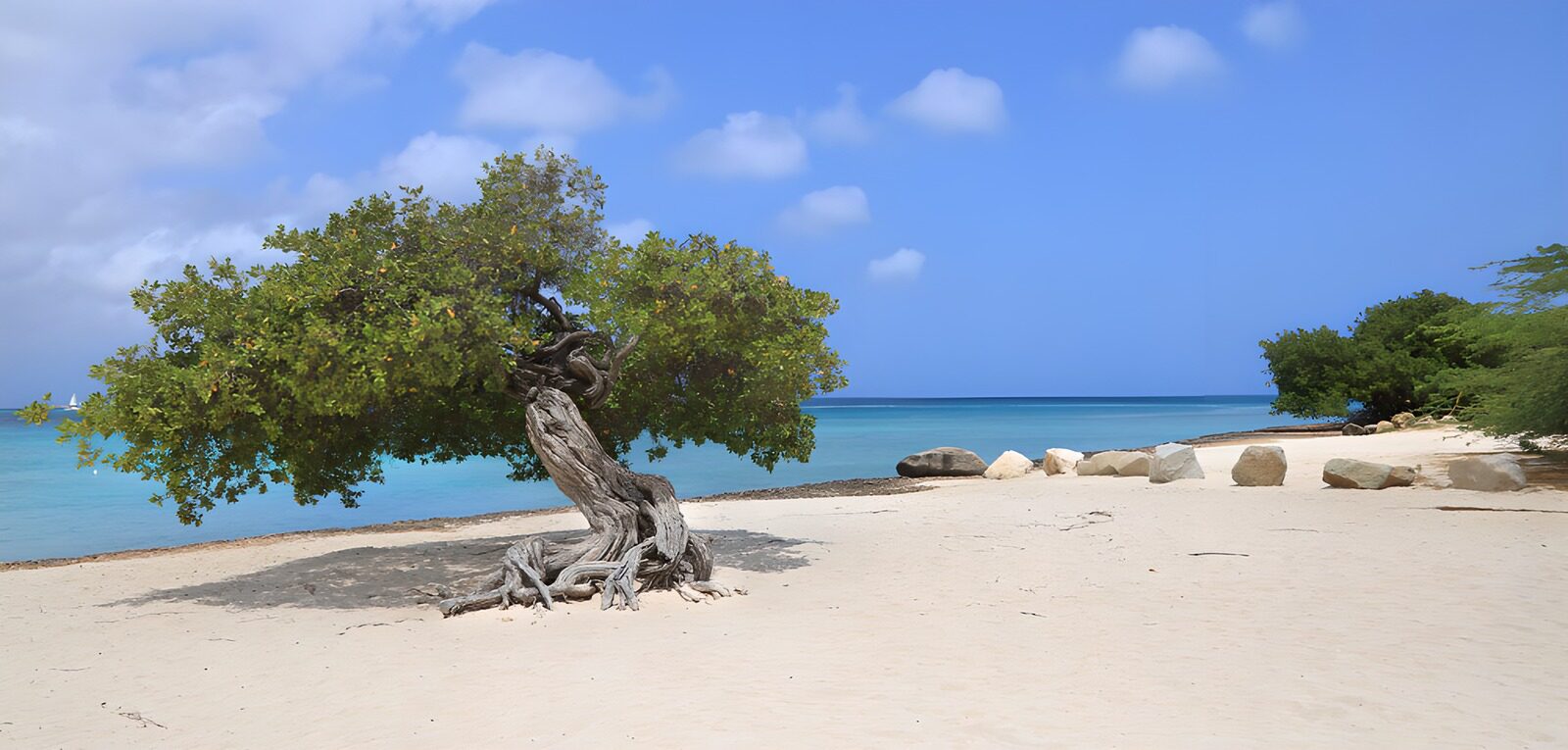 TPES69495: La sombra del árbol abraza la playa