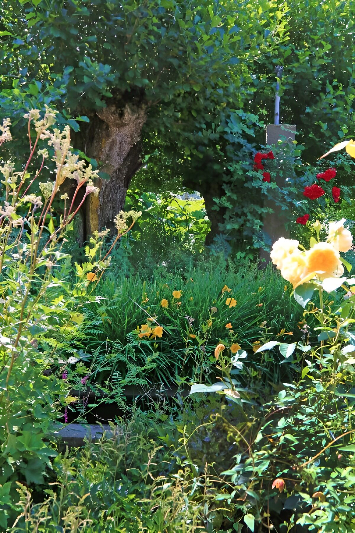 TPES43947: Rosas amarillas entre flores y follaje