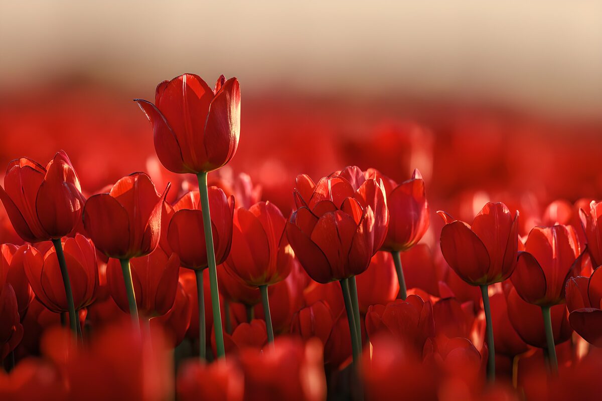 TPES14345: Tulipanes rojos a la luz del sol