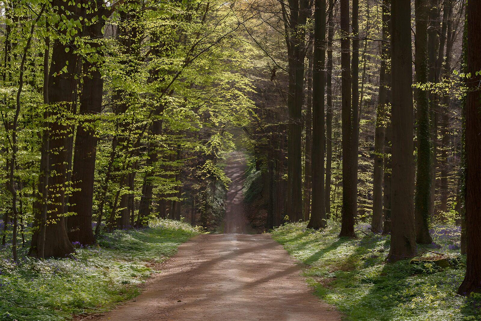 TPES79027: Camino de tierra en un bosque primaveral