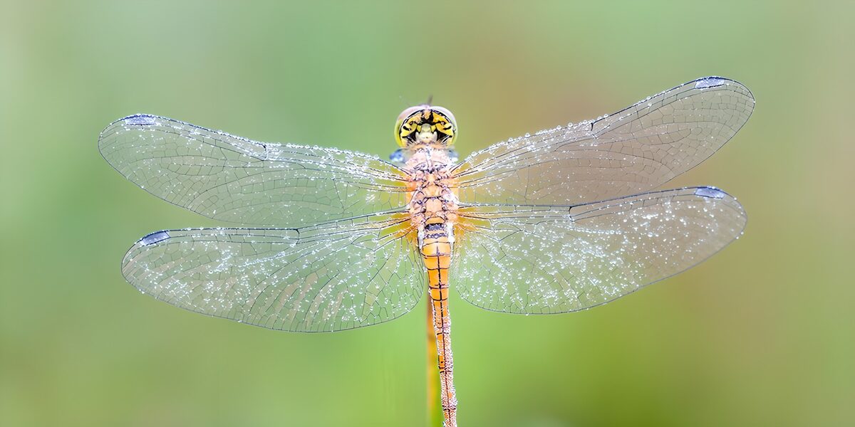 Libélula amarilla con las alas mojadas