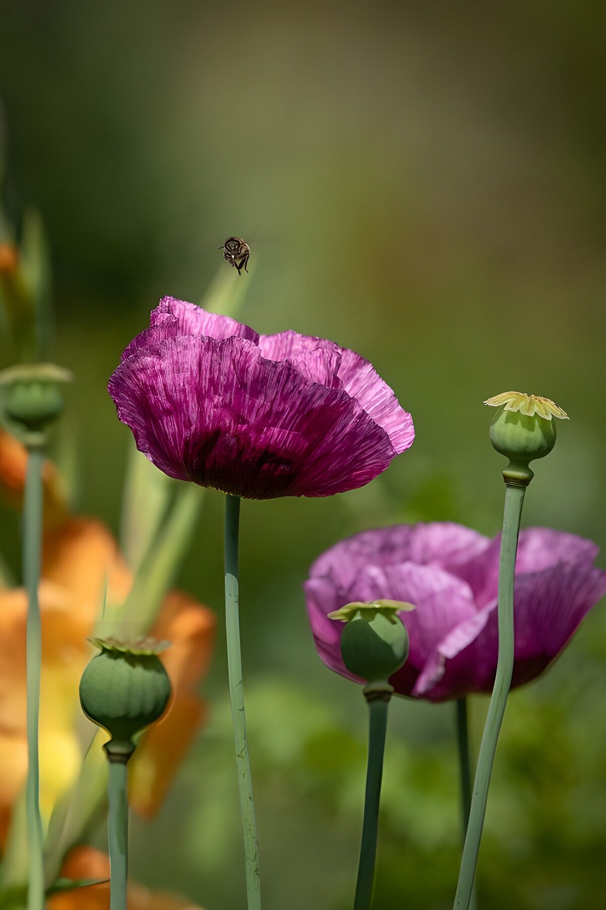 Amapolas moradas y cápsulas al sol