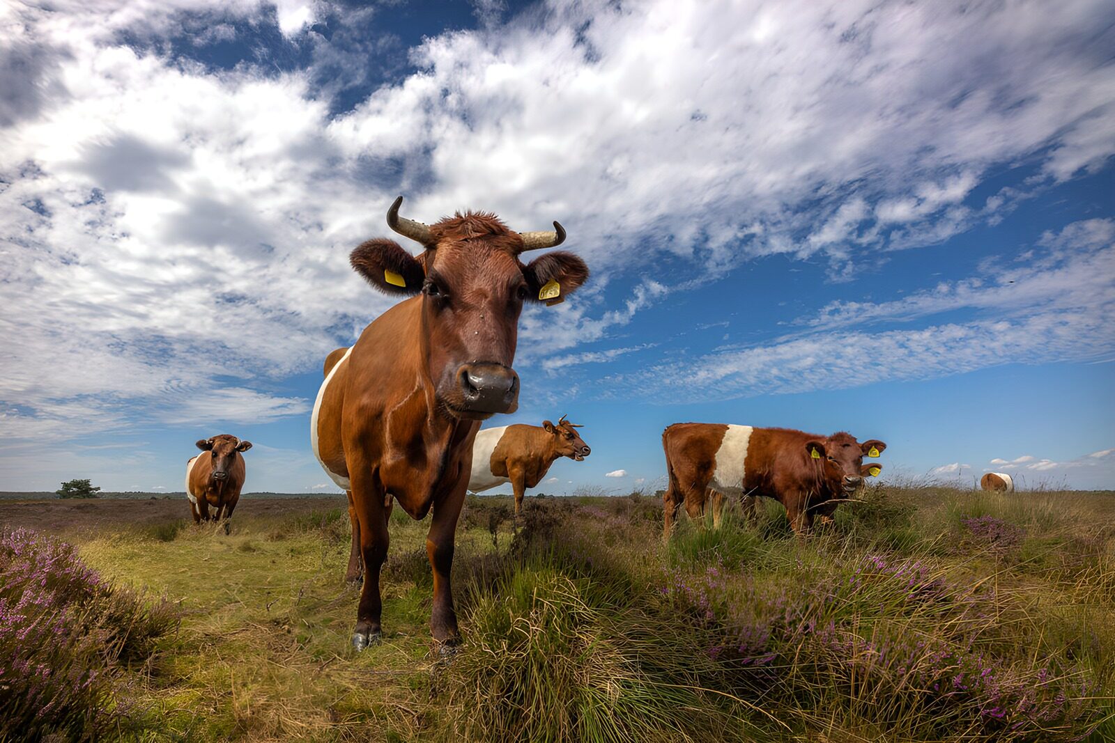 TPES81732: Vacas de franja blanca en pleno brezal