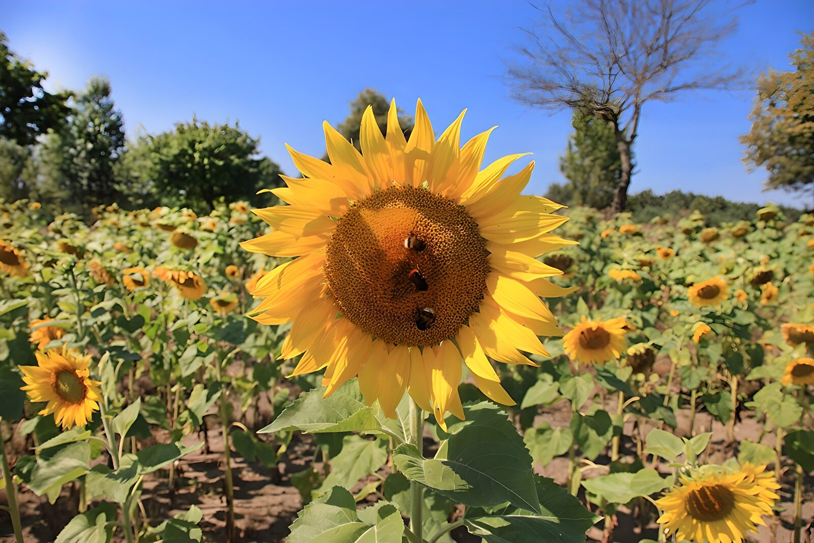 TPES78473: El verano en los pétalos de un girasol