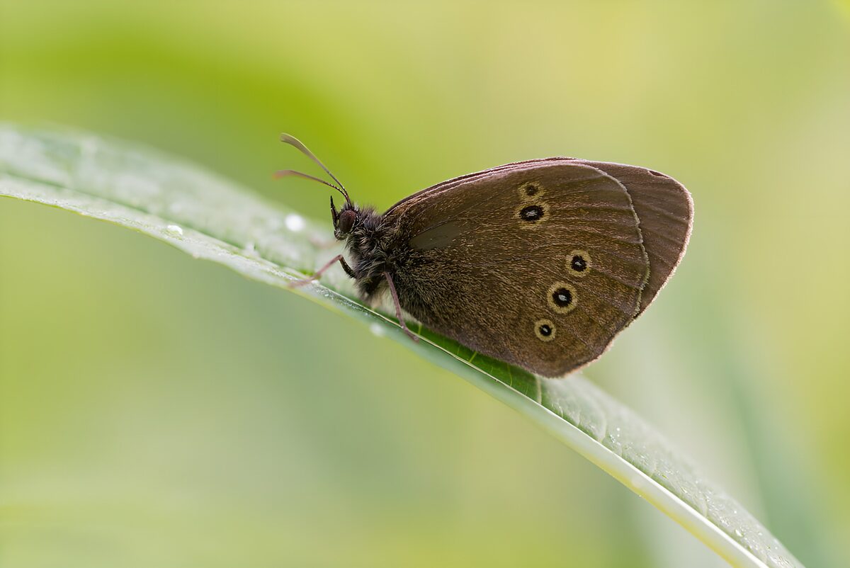 Mariposa marrón sobre una hoja, en calma