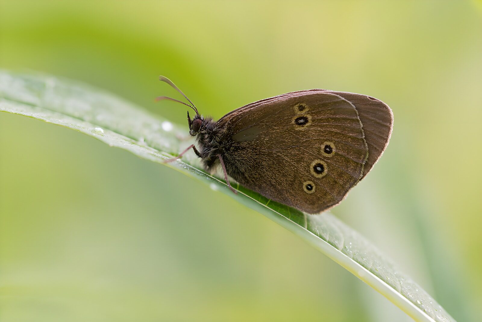 TPES75677: Mariposa marrón sobre una hoja, en calma