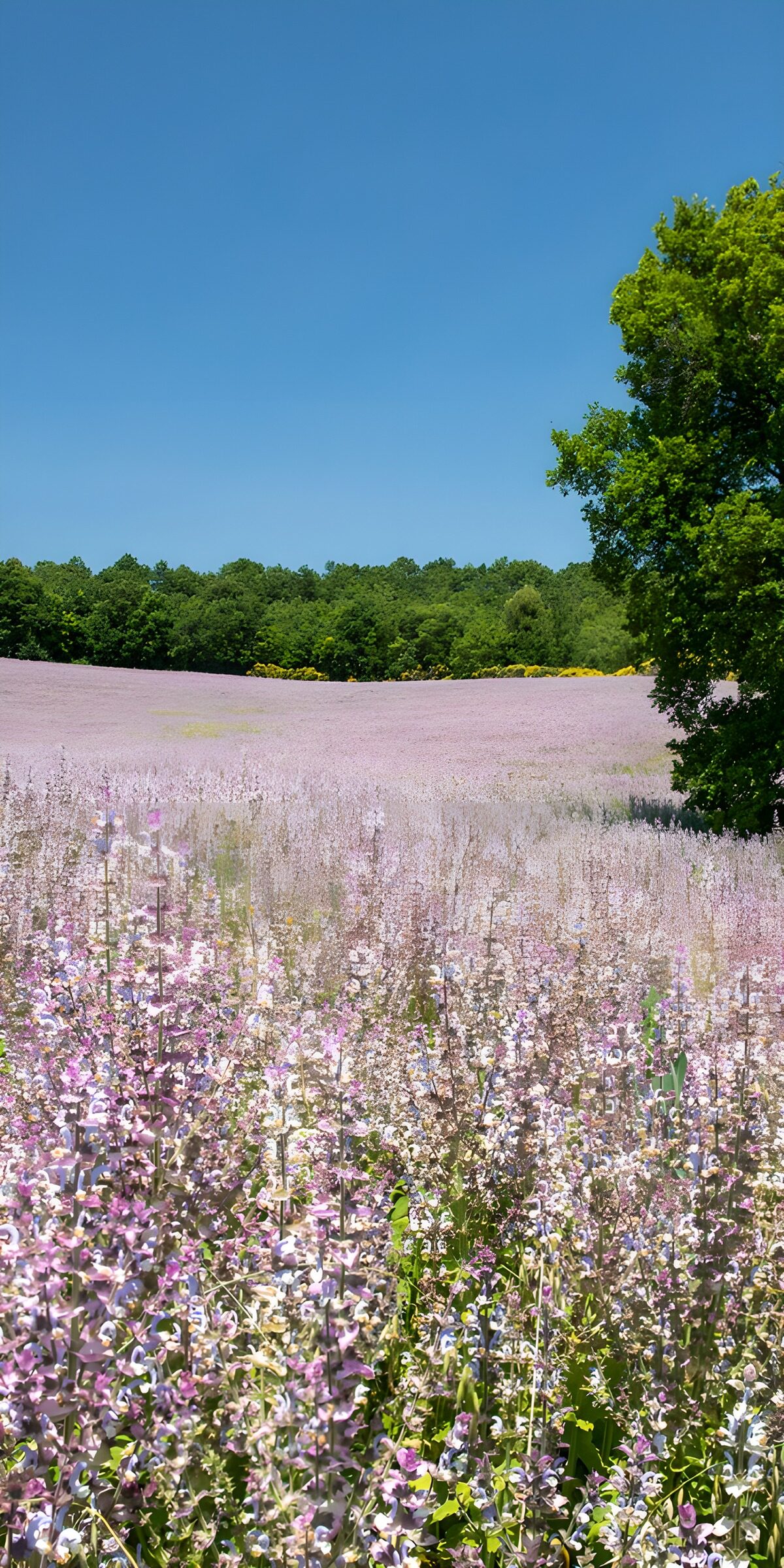TPES66391: Campo de flores rosas bajo el cielo azul