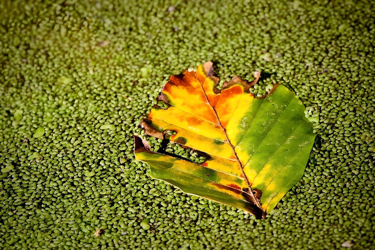 Hoja otoñal sobre lentejas de agua