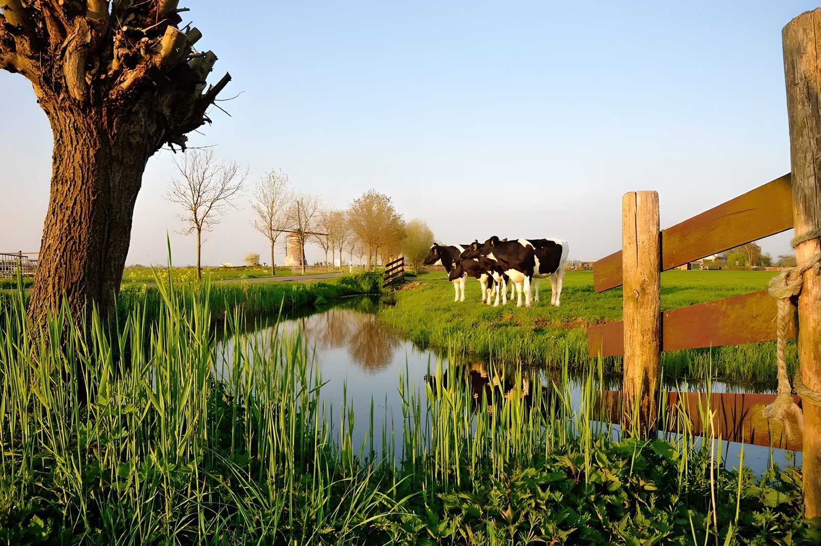 TPES27865: Vacas blancas y negras en el prado
