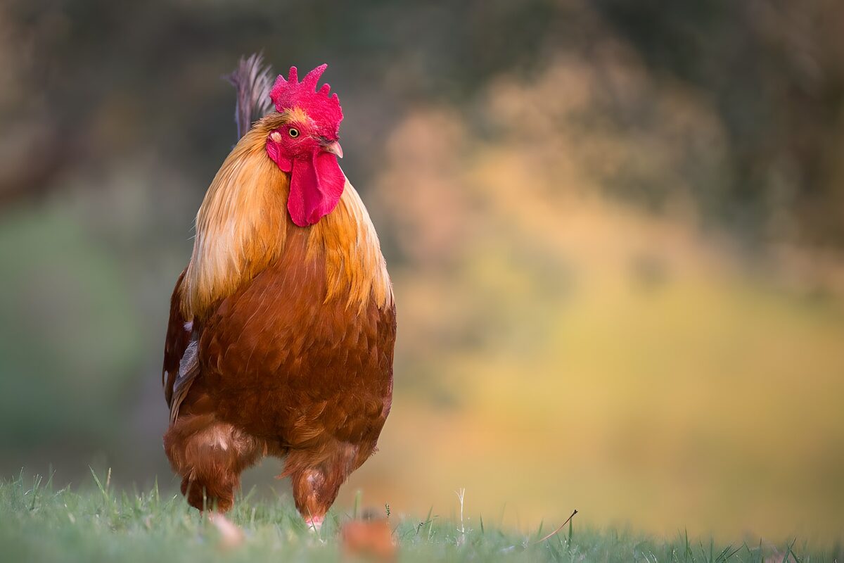 Gallo rojizo sobre la hierba en luz suave