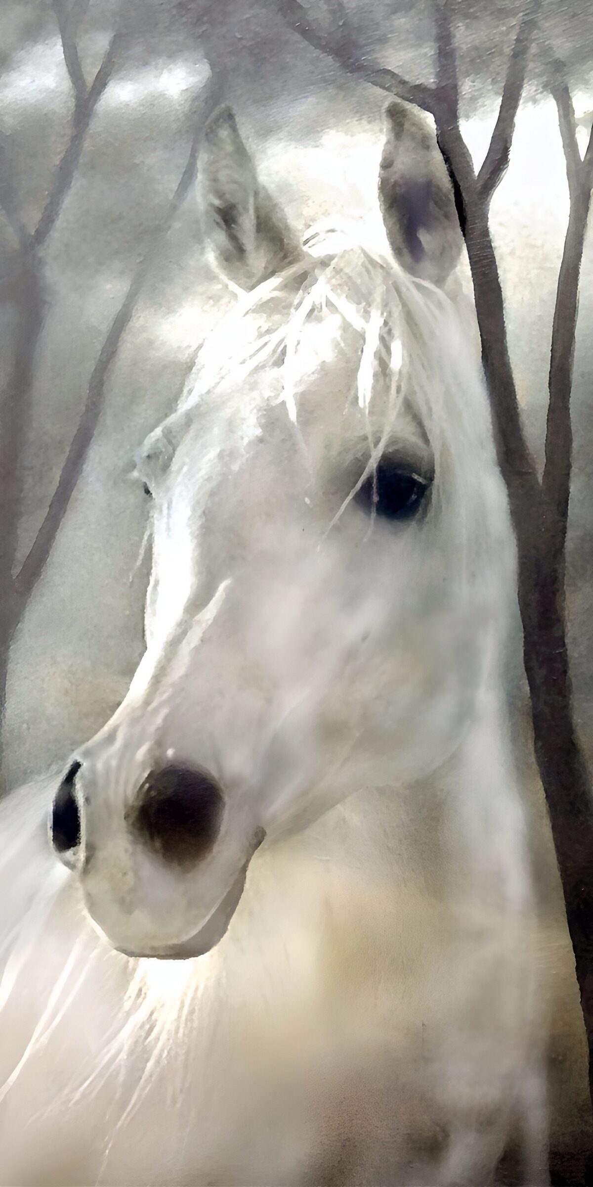 TPES99115: Caballo blanco en un bosque de luz suave