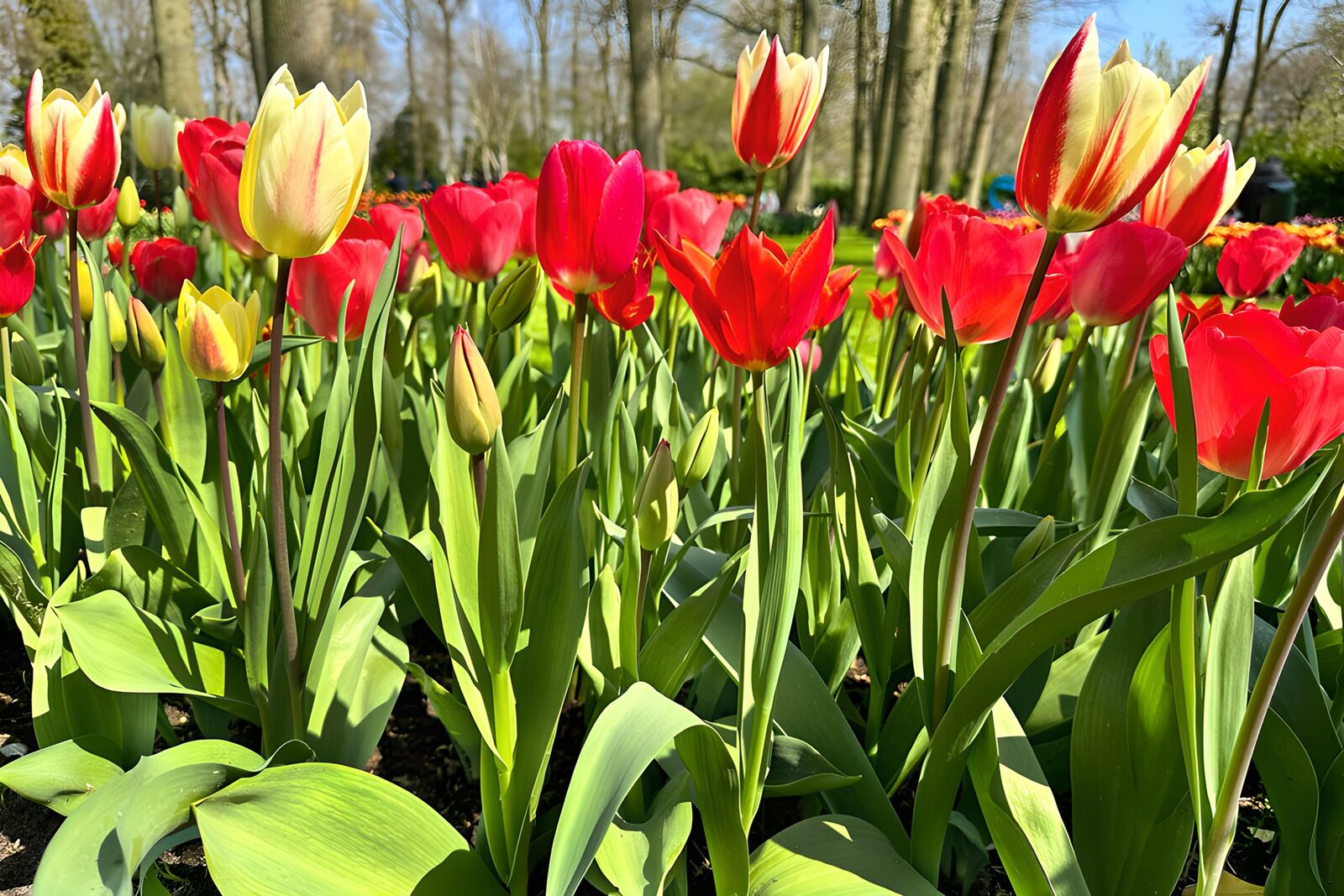 TPES92107: Tulipanes de rojo y amarillo, sin timidez