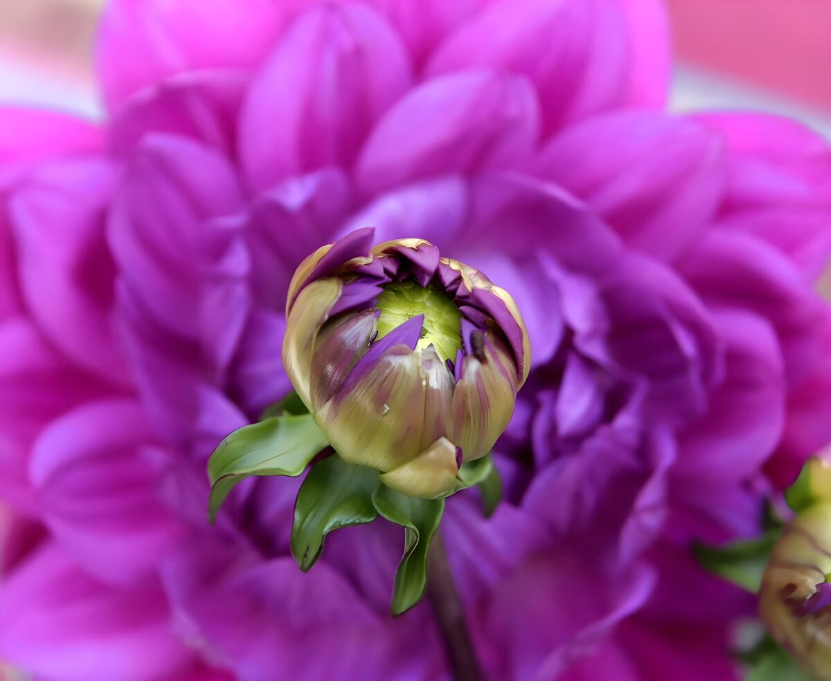 Dalia entreabierta en tonos violetas