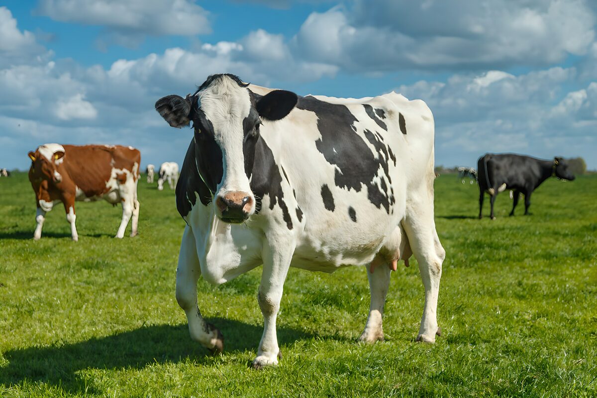 Vaca blanquinegra en un prado soleado