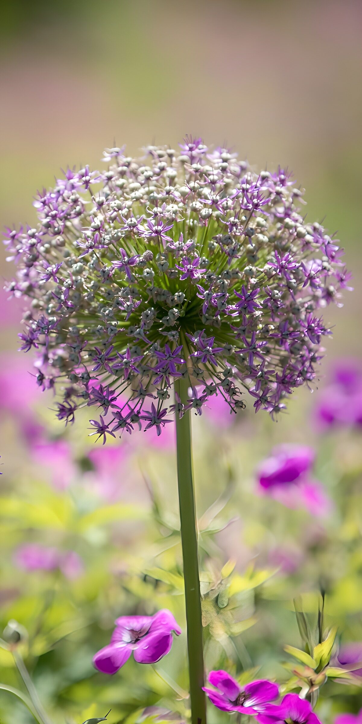 TPES73566: Allium morado en primer plano