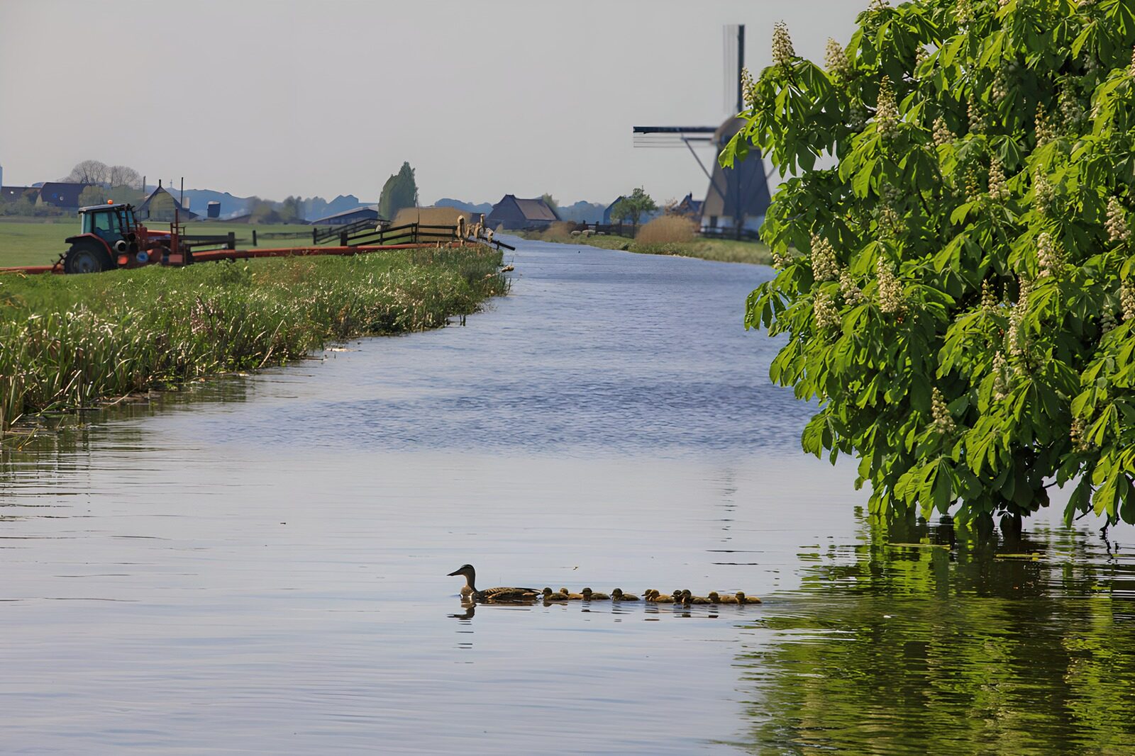 TPES99123: Pata y patitos junto al árbol en flor