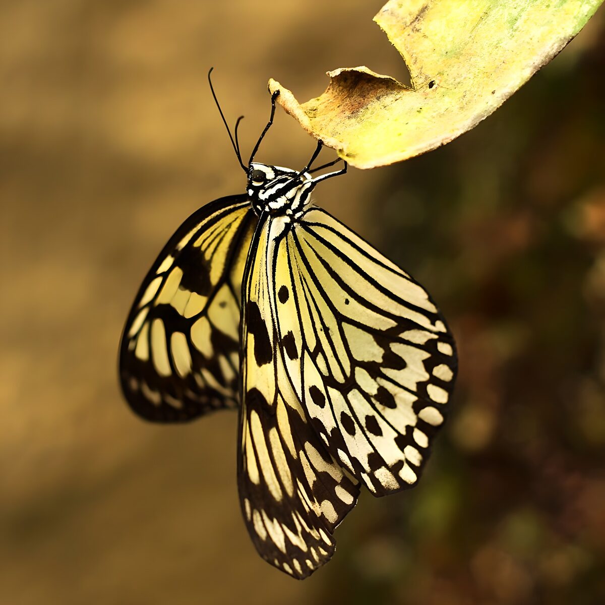 Mariposa amarilla y negra bajo una hoja