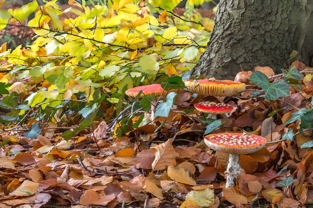 Setas rojas entre hojas de otoño