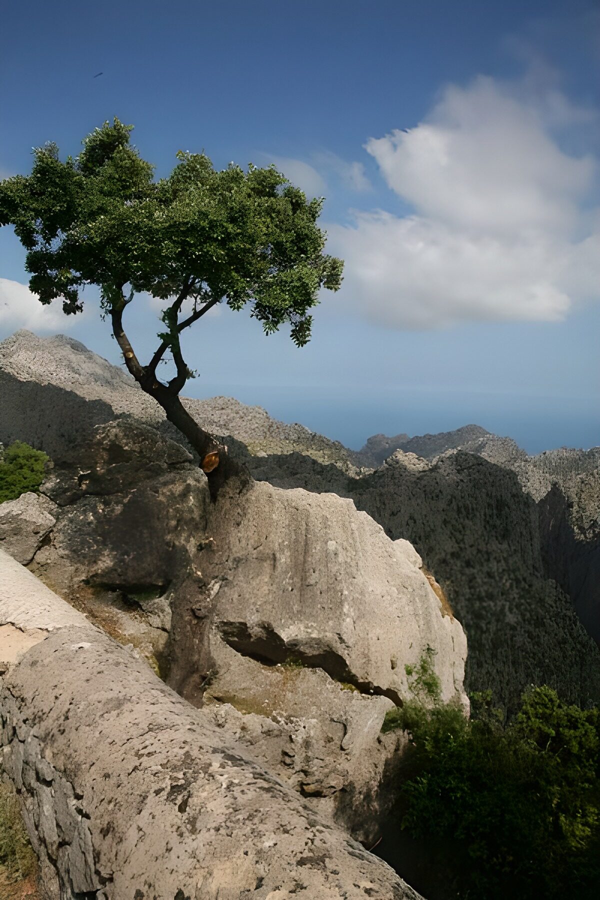 Árbol solitario entre grandes rocas