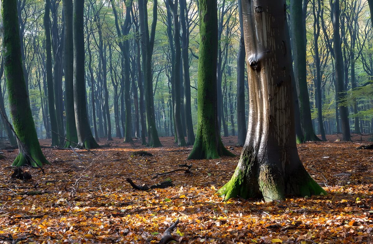 Bosque de otoño entre luces y sombras