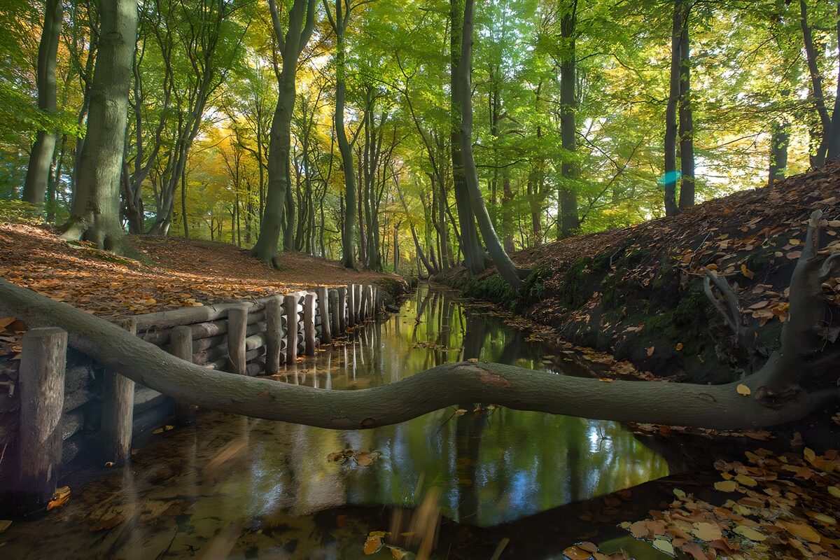 Arroyo entre árboles de otoño