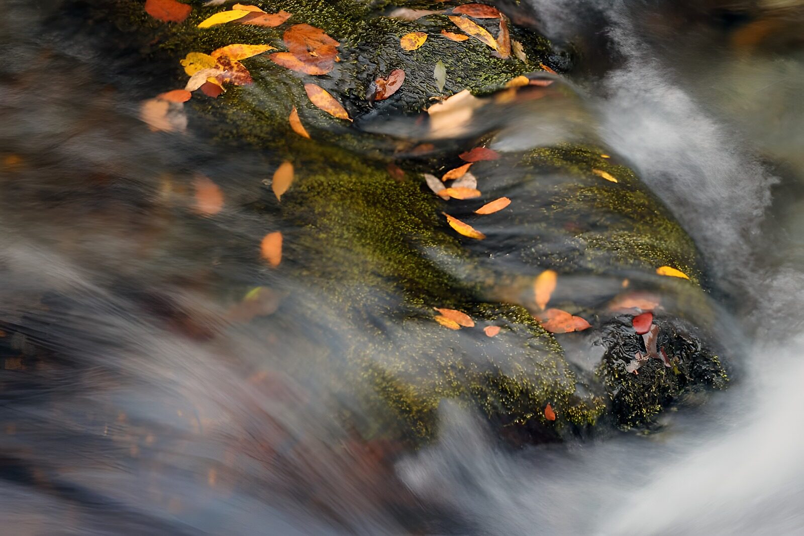 TPES50147: Arroyo otoñal entre rocas y musgo