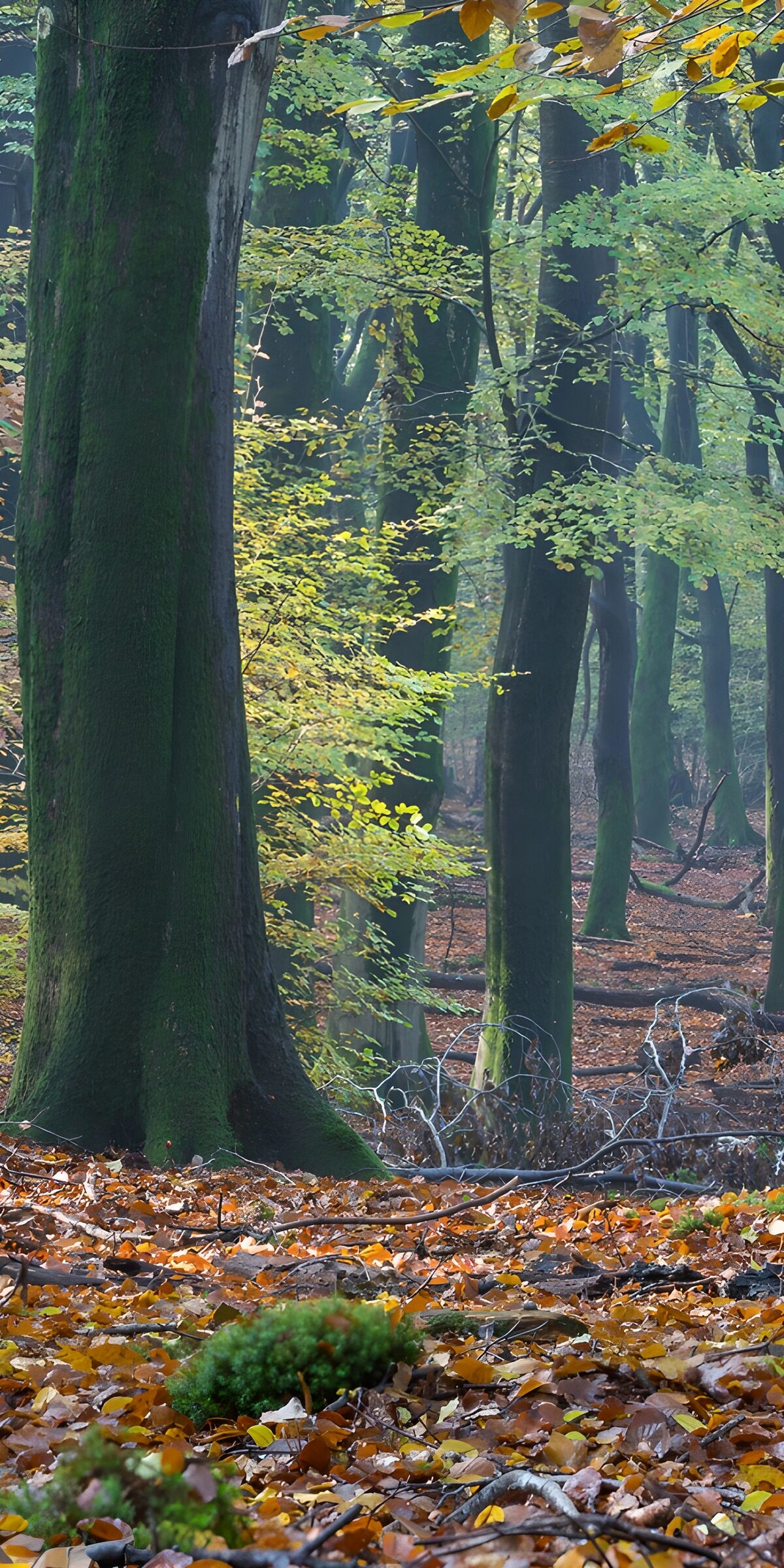 TPES49023: Tronco con musgo en el bosque de otoño