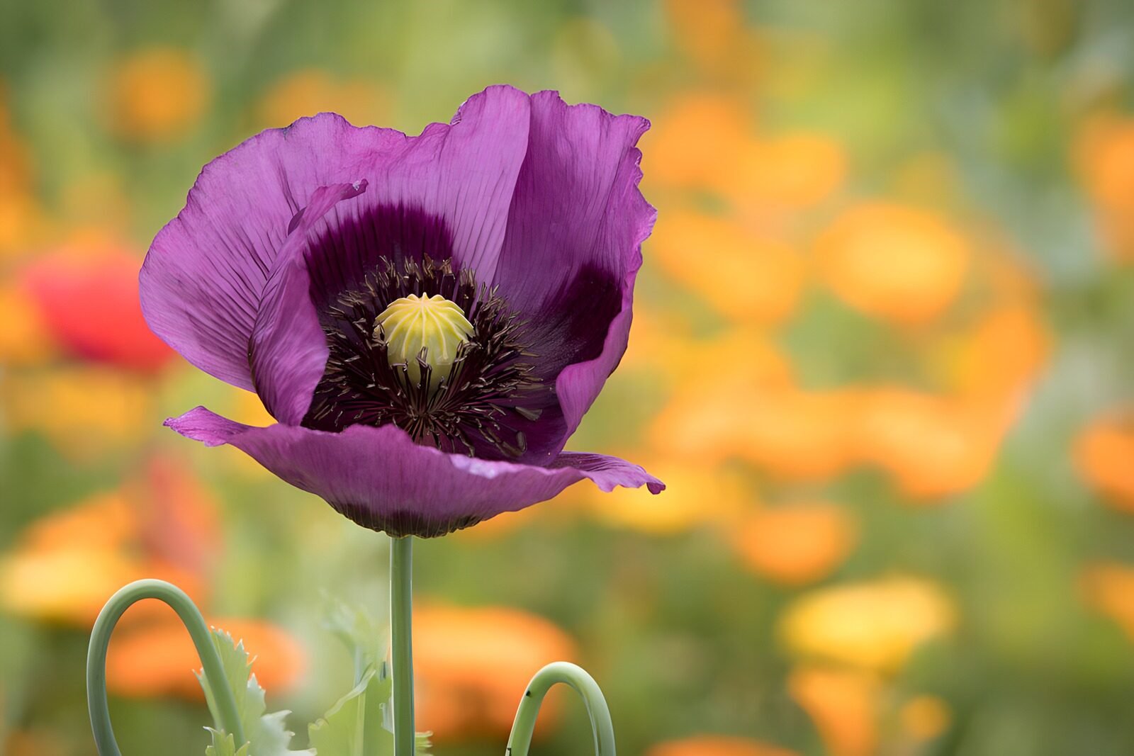 TPES46141: Amapola violeta sobre un fondo de flores